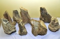 ボリビア南東部パディージャ（Padilla）近郊で発見された化石（2014年9月19日撮影）。(c)AFP/Aizar Raldes