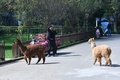 キャンパス内の散歩を楽しむアルパカ（2017年10月25日撮影）。(c)CNS/任東