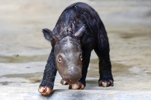 絶滅危惧のスマトラサイの赤ちゃん誕生、9月に続き インドネシア