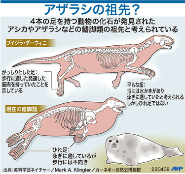 図解】アザラシの進化裏づける化石発見 写真1枚 国際ニュース：AFPBB News