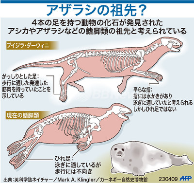 図解】アザラシの進化裏づける化石発見 写真1枚 国際ニュース：AFPBB News
