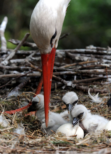 シュバシコウの赤ちゃん、ドイツ