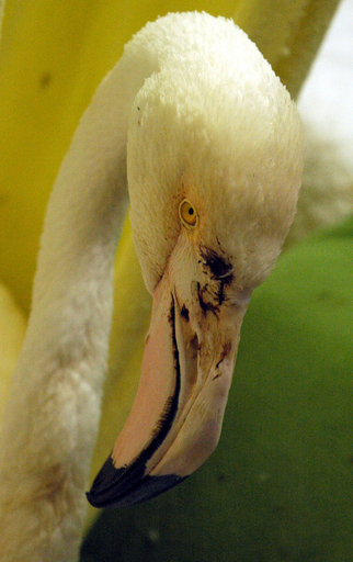 推定年齢75歳のフラミンゴ、若者に襲撃され重傷 オーストラリア