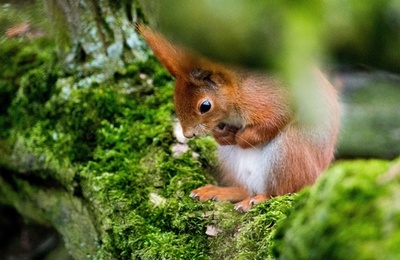 もしかして高所恐怖症？木の上でじっと考えるリス