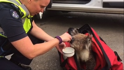 森林火災からコアラ救出、意識不明も元気に回復 豪州