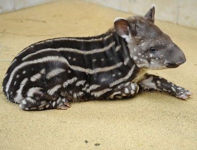動物園は出産ブーム、バクなどの赤ちゃん フランス
