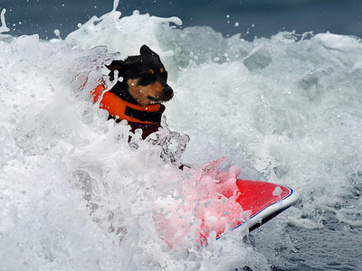 見よこの勇姿！イヌのサーフィンコンテスト