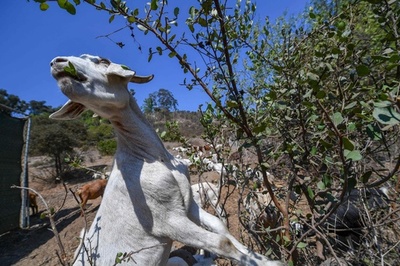 「ヤギの手」借りて山火事対策 米カリフォルニア