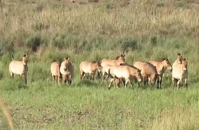 敦煌の西湖国家級自然保護区 パンダ同様に希少なモウコノウマが100頭を突破