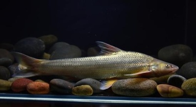 中国・長江で希少魚150万匹のふ化に成功 サメ・コイ科の稚魚