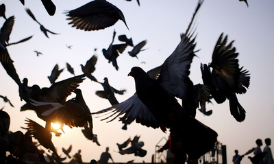 インド門で人気のハトの餌付け