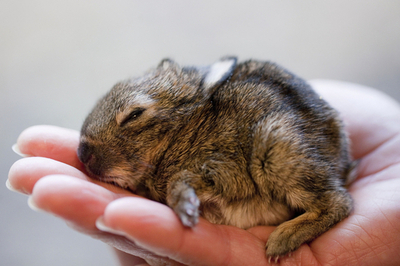 肥だめで赤ちゃんウサギ2匹保護、独動物園