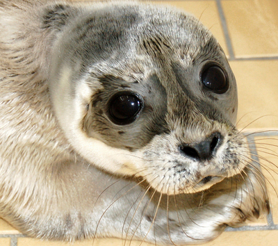 施設にやってきたアザラシの赤ちゃん、ドイツ