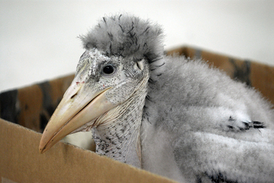 ケルン市の動物園にアフリカハゲコウの赤ちゃん、ポワッと登場