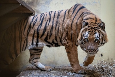 ポーランドで保護されたトラ9頭、受け入れ先の動物園で徐々に回復中