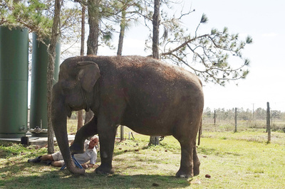 米サーカス団引退のゾウ、余生はのんびりフロリダで