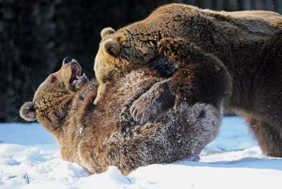 雪の上で遊ぶヒグマたち、ドイツ動物園