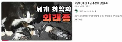 人気野鳥系ユーチューバーの「野良猫殺処分論」が炎上…韓国・最大探鳥団体が異例声明「猫へのヘイト反対」