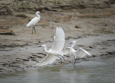 ドナウ川下流の一部で航行不能に、03年以来の水位低下