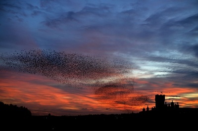 ローマの夕焼け空を舞うムクドリの群れ