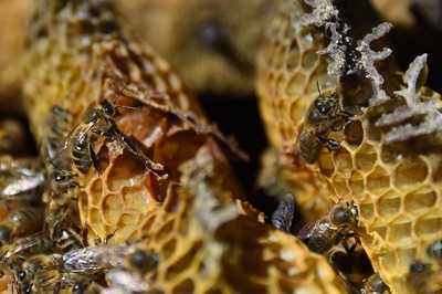 昆虫種の「壊滅的崩壊」、地球規模で進行中 研究