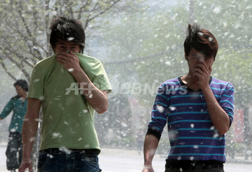 北京市、花粉対策でポプラの｢性転換｣試みる