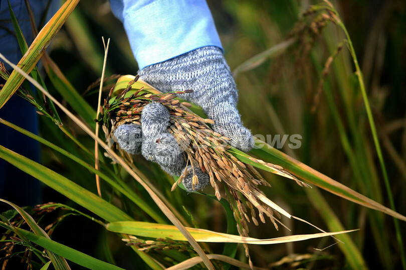 コメの白化もたらす遺伝子を特定、収量増に期待