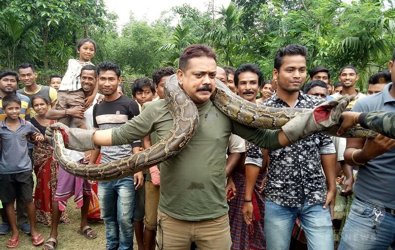 自撮り試み…自然保護官が巨大ニシキヘビに首絞められる インド