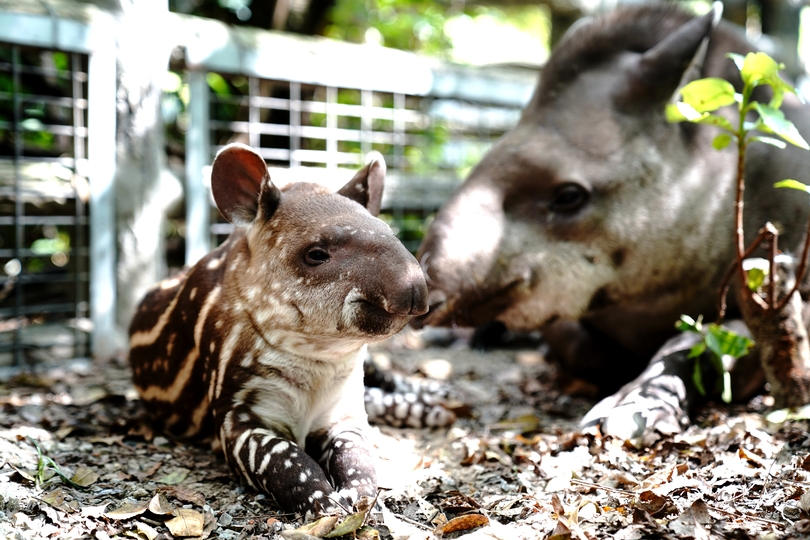 アメリカバクの親子 上海動物園 写真8枚 国際ニュース Afpbb News