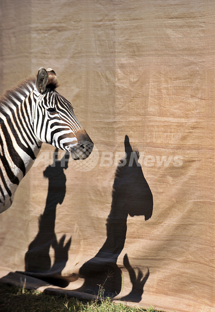 飢えたライオンの餌に・・・大規模なシマウマ移送作戦、ケニア
