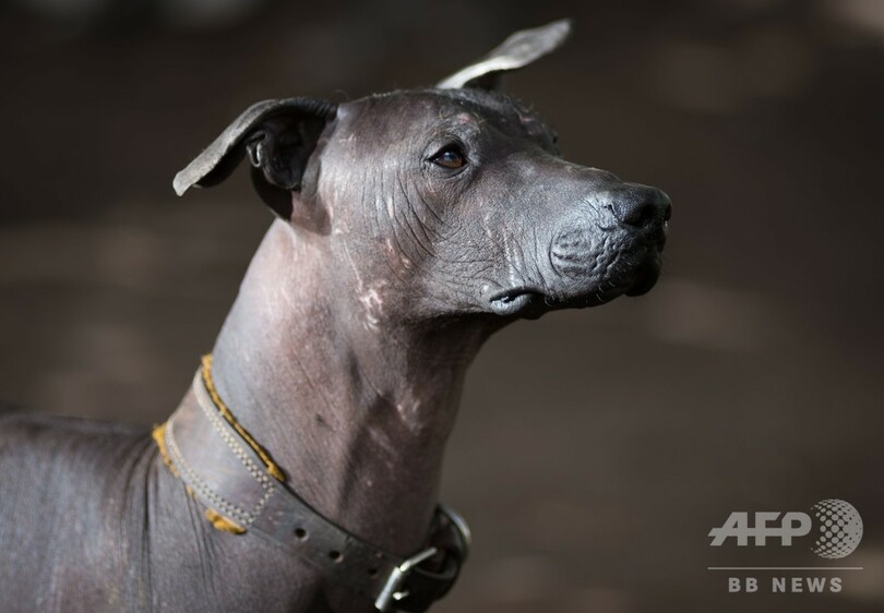 毛のないメキシコの伝統犬「ショロイツクインツレ」、ヒップスター時代に人気再燃