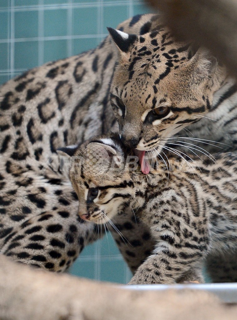 寄り添うオセロットの親子 独ベルリン動物園 写真11枚 国際ニュース Afpbb News