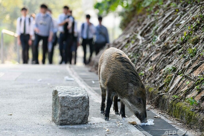 香港 警官負傷でイノシシ駆除開始 餌でおびき寄せ殺処分 写真4枚 国際ニュース Afpbb News