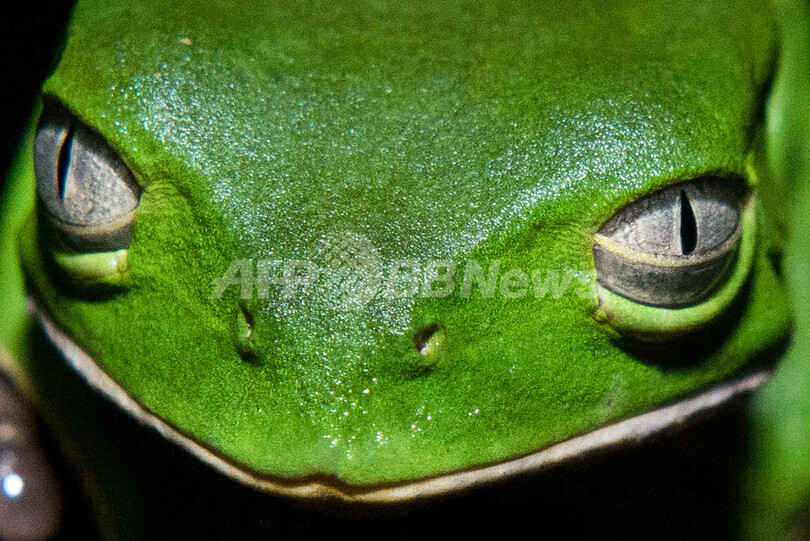 熱帯雨林の色鮮やかなカエルたち
