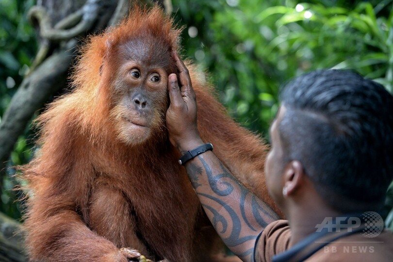  シンガポール、人気オランウータン「アーメン」の2代目登場