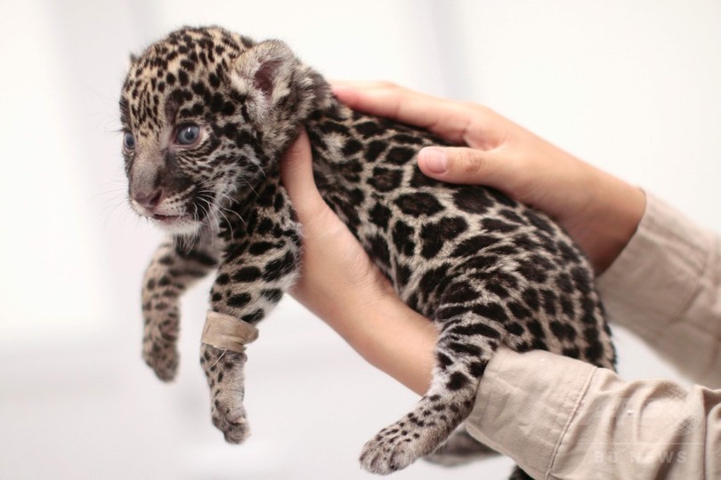 赤ちゃんジャガー すくすく成長中 メキシコ 写真18枚 国際ニュース Afpbb News