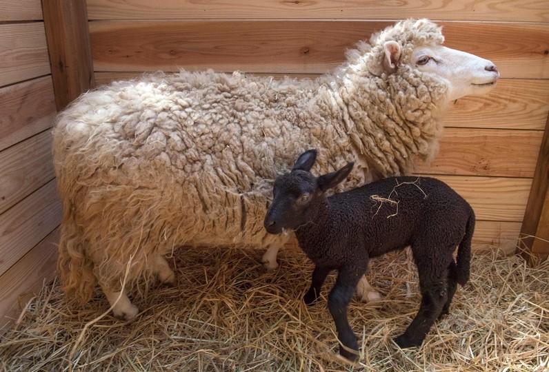 白いヒツジから黒い赤ちゃん生まれる 千葉市動物公園 写真6枚 国際ニュース Afpbb News