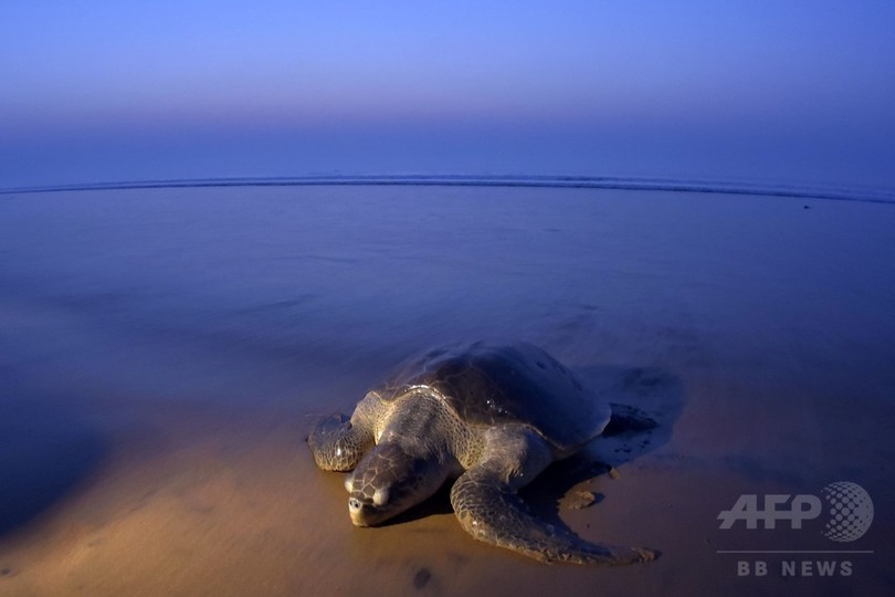 ヒメウミガメの産卵 数千匹が上陸 印東部 写真8枚 国際ニュース Afpbb News