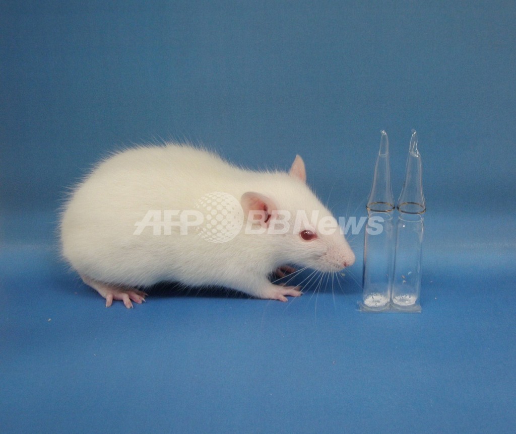 希少動物の精子のフリーズドライ保存に成功、京大 希少動物の精子のフリーズドライ保存に成功、京大