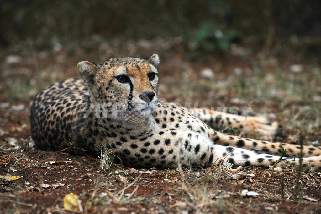 ボン条約国際会議、絶滅の危機に直面する動物21種を追加 ボン条約国際会議、絶滅の危機に直面する動物21種を追加