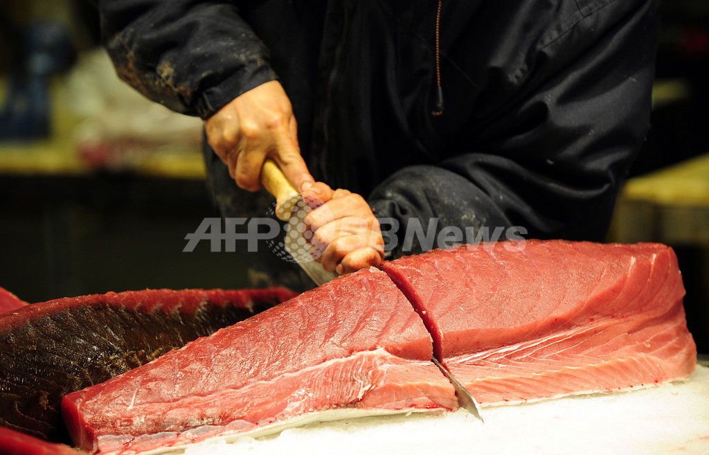 クロマグロ国際取引禁止支持表明のEUに亀裂、中国は反対 クロマグロ国際取引禁止支持表明のEUに亀裂、中国は反対