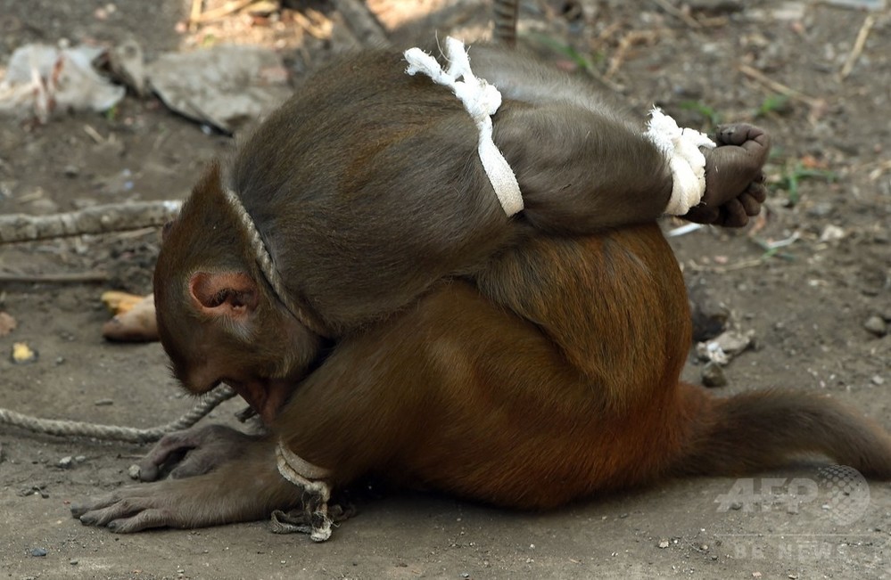 食べ物盗んだサル、「お縄」に インド・ムンバイ 写真8枚 国際ニュース：afpbb News