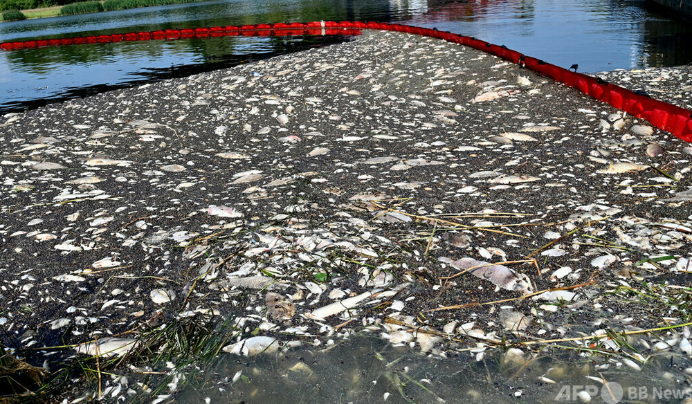 魚大量死の川、有毒な藻類検出 独とポーランド発表 写真10枚 国際ニュース：AFPBB News