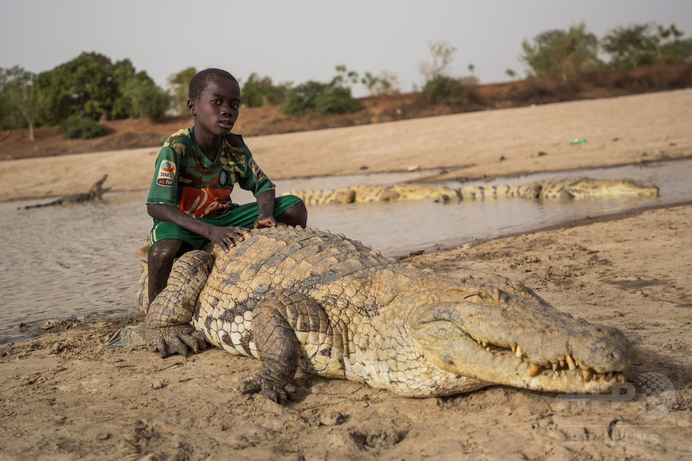 共に泳いだり背に乗ったり ワニをあがめるブルキナファソの村 写真8枚 国際ニュース Afpbb News