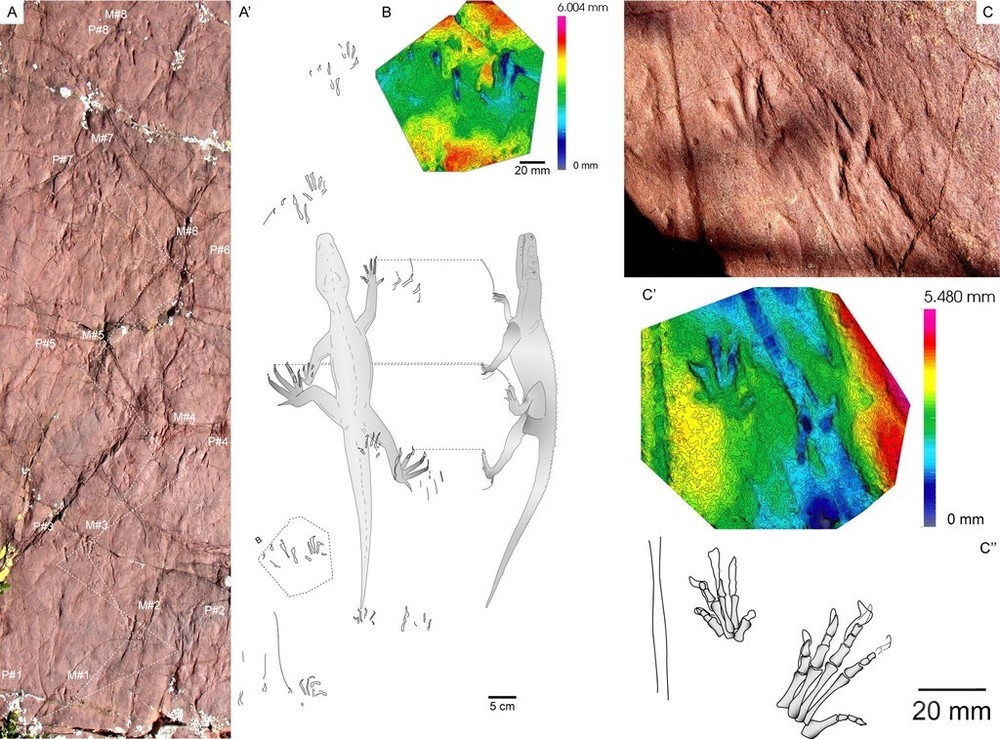 古代 化石 2億4800万年前の足跡化石を発見、未知の古代爬虫類 スペイン 写真4枚