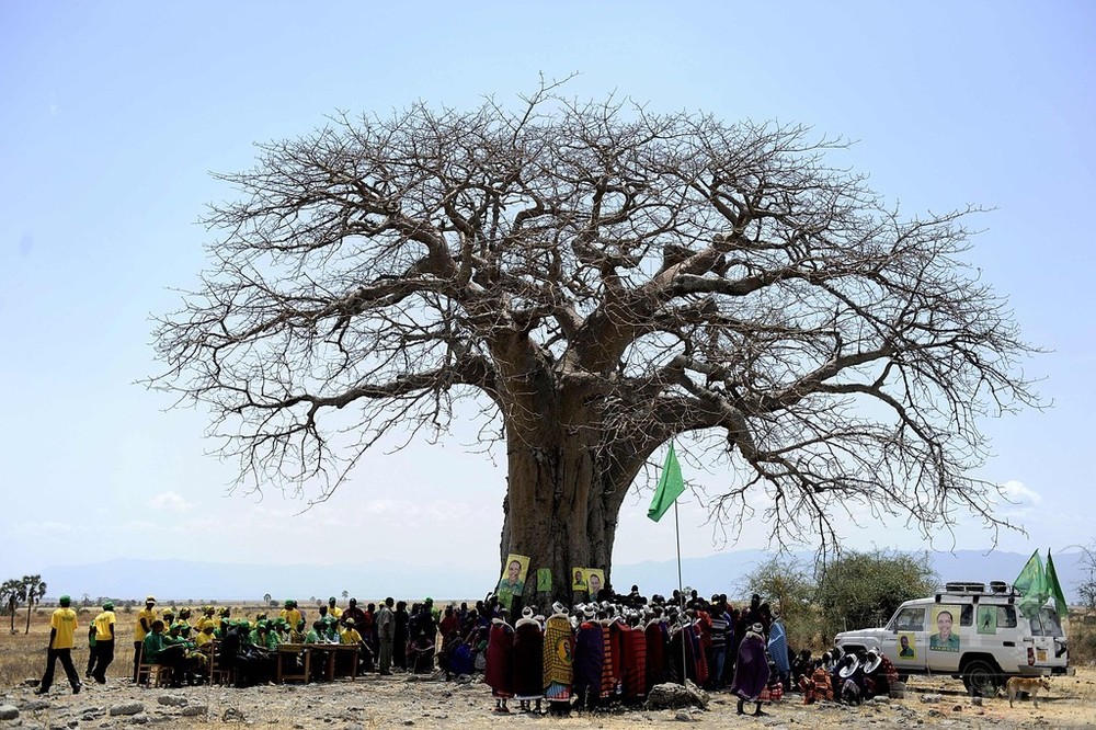 アフリカ最古級のバオバブ、過去10年で大量枯死 研究 写真1枚 国際ニュース：AFPBB News