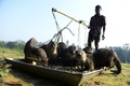 バングラデシュ首都ダッカ（Dhaka）から200キロほど離れたナレイル（Narail）で、漁師からもらった餌を食べるカワウソたち（2014年3月11日撮影）。(c)AFP/Munir uz ZAMAN