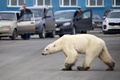 ロシア極北の工業都市ノリリスク郊外の路上を歩き回るホッキョクグマ（2019年6月17日撮影）。(c)AFP PHOTO / Zapolyarnaya Pravda newspaper/ Irina YARINSKAYA