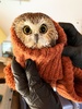 米ニューヨーク市のロックフェラーセンターのクリスマスツリーの中で見つかったアメリカキンメフクロウ。Ravensbeard Wildlife Center提供（2020年11月18日撮影）。(c)AFP PHOTO / Ravensbeard Wildlife Center 