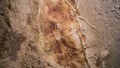 インドネシア・スラウェシ（Sulawesi）島の洞窟で発見されたヒトの手形。英科学誌ネイチャー（Nature）提供（2014年10月8日提供）。(c)AFP/NATURE/KINEZ RIZA